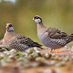 keeping quails australia