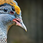 why do people keep guinea fowl