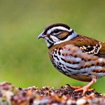 how to keep quail from eating in garden