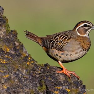 how to keep quail from flying away