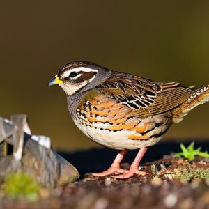 how to keep quail out of my garden