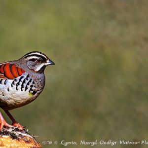 how to keep quail out of your hanging pots