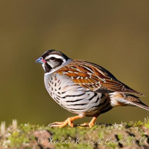 how to keep quail laying