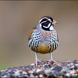 how to keep quail quiet