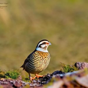 can you keep male quail together