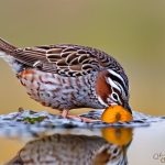 how to keep quail water from freezing