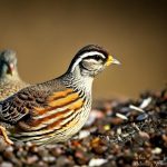 can you keep quails inside