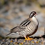 can you keep male quails together