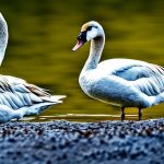 do swans keep geese away