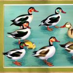Discover the Fascinating World of Duck Breeds: What Are the Different Breeds of Ducks?