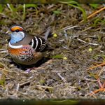 Choosing the Best Habitat: Finding the Perfect Cage Size for Your Quail