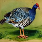 Discover the APA’s Officially Recognized Breeds of Guinea Fowl