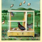 Discover the Benefits of Five-Tier Quail Breeder Cages by GBS