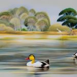 Discover the Charm of Australian Pet Duck Breeds and Find the Perfect Companion for Your Home