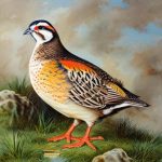 Discover the Most Delectable Quail Breeds Perfect for Your Plate