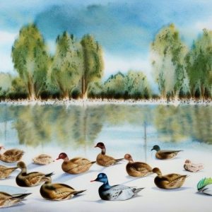 Discover the Diversity of Layer Duck Breeds