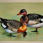Discover the Fascinating Breeds of Wild Ducks: Pictures Included