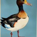 Discover the Fascinating Long-Necked Duck Breeds