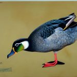 Discover the Fascinating World of Black Duck Breeds