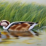 Discover the Fascinating World of Breeding Saxony Ducks