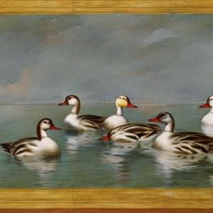 Discover the Fascinating World of Duck Breeds: Names and Pictures Included