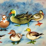 Discover the Fascinating World of Different Breeds of Domesticated Ducks