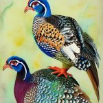 Discover the Fascinating World of Exotic Guinea Fowl Breeds