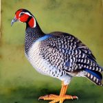 Discover the Fascinating World of Guinea Fowl Breeds