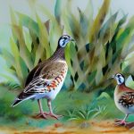 Discover the Fascinating World of Large Quail Breeds