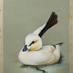 Discover the Fascinating World of White Domestic Duck Breeds