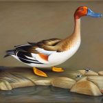 Discover the Top Five Largest Duck Breeds Around the World