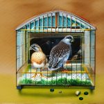 Discover the Secrets of Quail Breeding in a Specialist Cage Environment