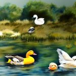 Discover the charm of different fluffy duck breeds