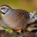 Discover the Joys of Owning Gambel Quail as Pets: Everything You Need to Know