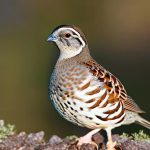 Discover the Benefits of Keeping Just 1 Quail as a Loving Pet Companion