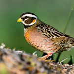 Discover the Possibilities: Can You Successfully Keep Quail Indoors?