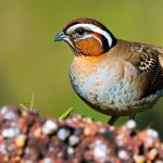 Discover the Ultimate Guide on Keeping a Quail as Your Beloved Pet