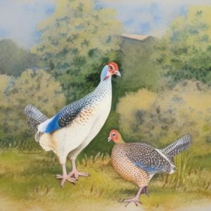 Exploring the Fascinating Breeding Habits of Guinea Fowl