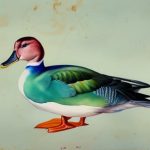 Exploring the Fascinating World of Duck Breeds