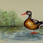 Exploring the Fascinating World of Dark Brown Duck Breeds