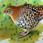 Exploring the Fascinating World of Button Quail Breeds