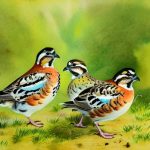 Exploring the Fascinating World of Different Quail Breeds