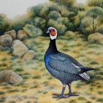 Exploring the Fascinating World of Guinea Fowl Breeds