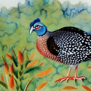 Exploring the Unique Varieties of Guinea Fowl