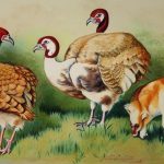 Exploring the Variety: How Many Different Breeds of Turkey Exist?