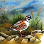 Exploring the Fascinating World of Quail: Discovering the Different Breeds Available