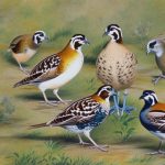 Exploring the Fascinating World of Quail Breeds: A Comprehensive Chart and Guide