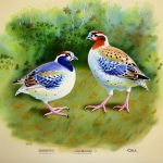 The Fascinating World of Quail: Discovering Different Breeds
