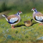 The Fascinating World of California Quail Breeding: Exploring the Ideal Age for Reproduction