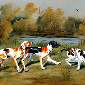 Discover the Top Breeds of Duck Hunting Dogs to Enhance Your Next Hunting Adventure